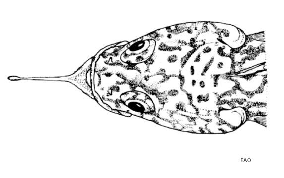 Image of Longbeard plunderfish
