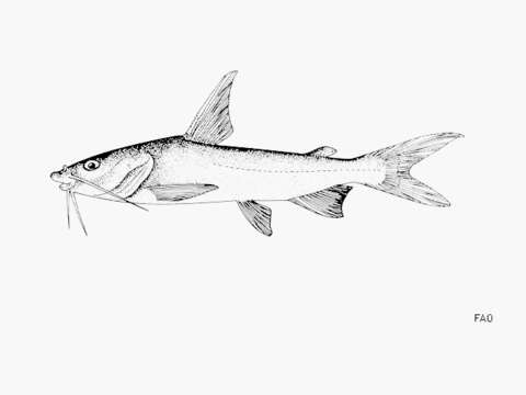 Image of Guinean sea catfish