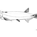 Sivun Macrochirichthys macrochirus (Valenciennes 1844) kuva