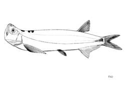 Image of Macrochirichthys