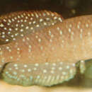 Image of Killifish