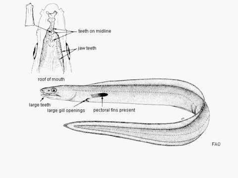 Image of Guinea Pike Conger