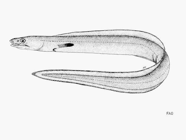 Image of Guinea Pike Conger