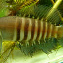 Image of Killifish