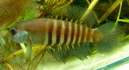 Image of Killifish