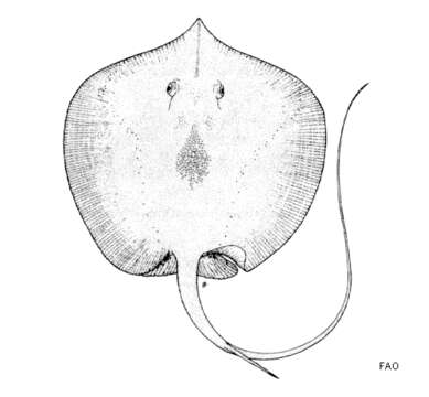 Image of Daisy stingray