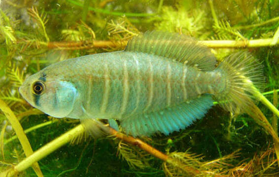 Image of Killifish