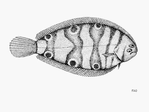 Image of Ocellate wedge sole
