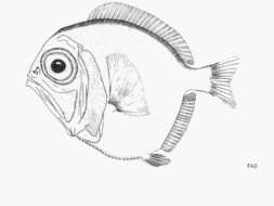 Image of Discfish