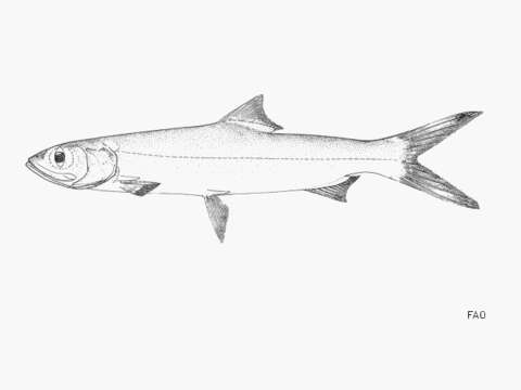 Image of Atlantic Ladyfish