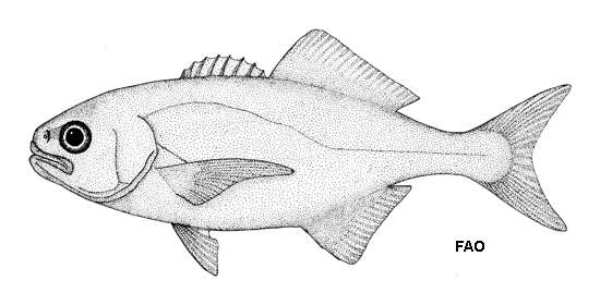 Image of Antarctic butterfish