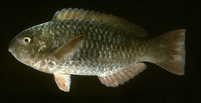 Image of Globehead Parrotfish