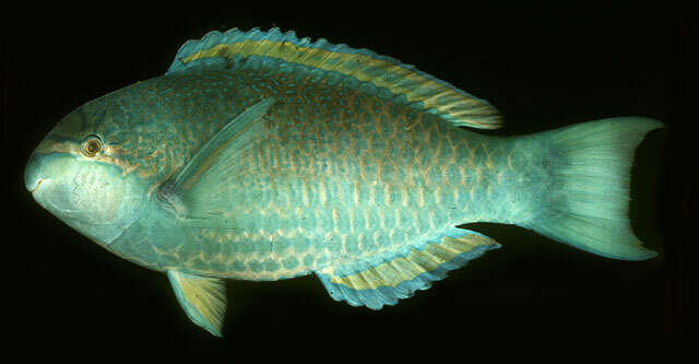 Image of Globehead Parrotfish