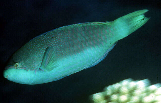 Image of Globehead Parrotfish