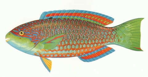 Image of Globehead Parrotfish