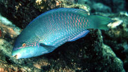 Image of Globehead Parrotfish