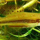 Image of Killifish