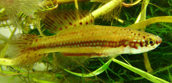 Image of Killifish