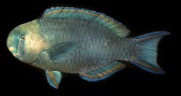 Scarus spinus (Kner 1868) resmi