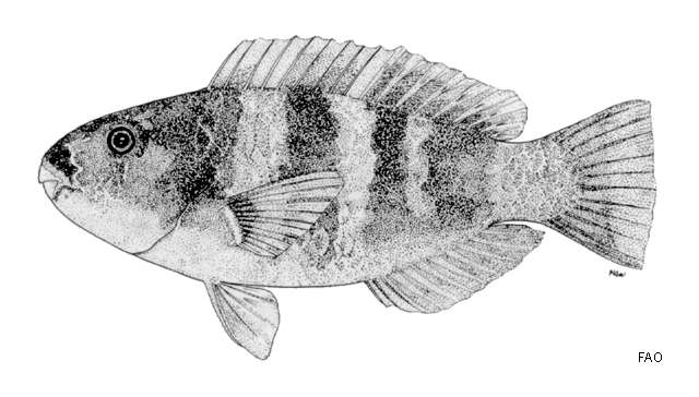 Imagem de Chlorurus troschelii (Bleeker 1853)