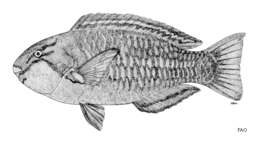 Imagem de Chlorurus troschelii (Bleeker 1853)