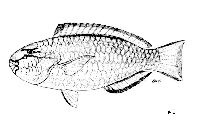 Image of Chlorurus pyrrhurus