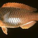 Image of Marquesan parrotfish