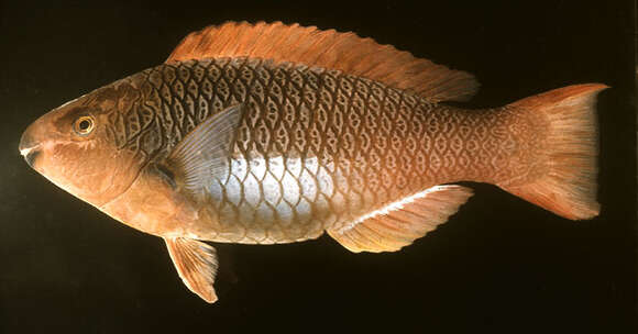 Image of Marquesan parrotfish