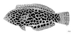 Imagem de Macropharyngodon meleagris (Valenciennes 1839)