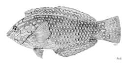 Imagem de Macropharyngodon meleagris (Valenciennes 1839)