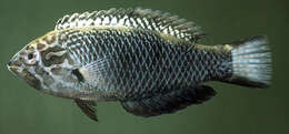 Image of Black leopard wrasse