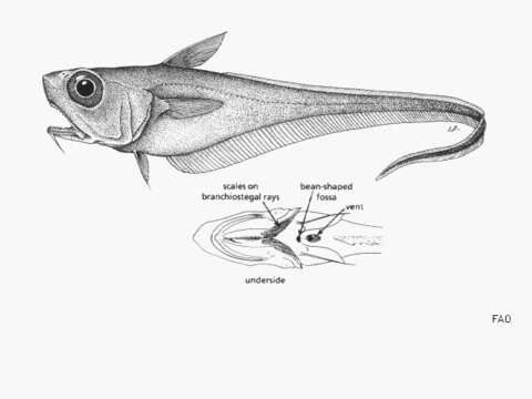 Image de Malacocephalus