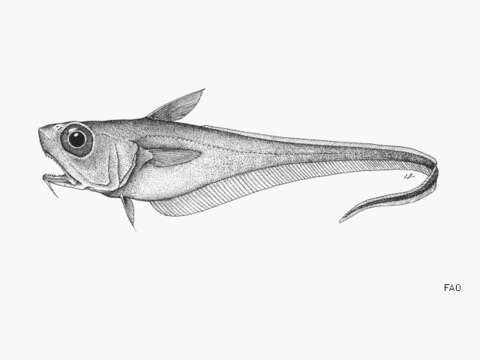 Image de Malacocephalus