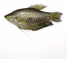 Image of Snakeskin gourami