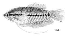 Trichopodus pectoralis Regan 1910 resmi