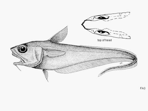 Image of Malacocephalus