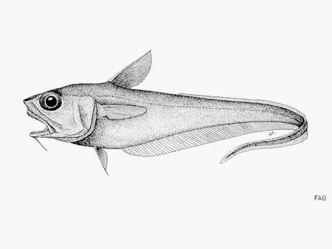 Malacocephalus resmi