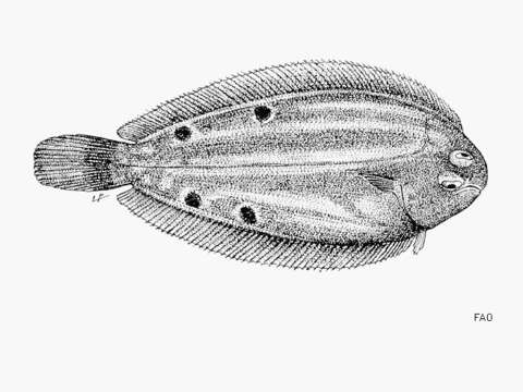 Image of Frechkop&#39;s sole