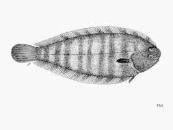 Image of Banded sole