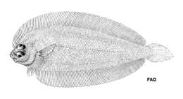 Sivun Monolene microstoma Cadenat 1937 kuva