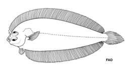 Sivun Monolene microstoma Cadenat 1937 kuva