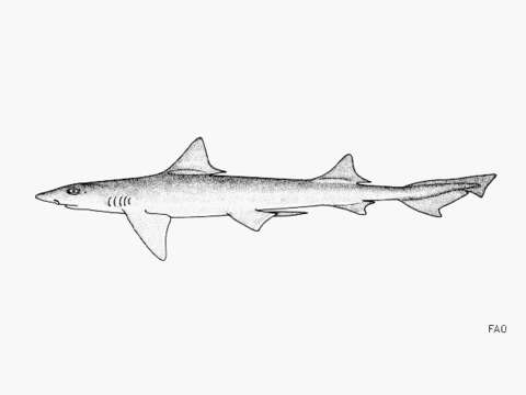 Image of Common Smoothhound