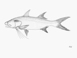 Image of Giant African threadfin