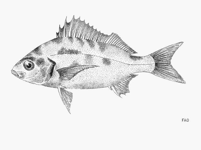 Plancia ëd Pomadasys incisus (Bowdich 1825)