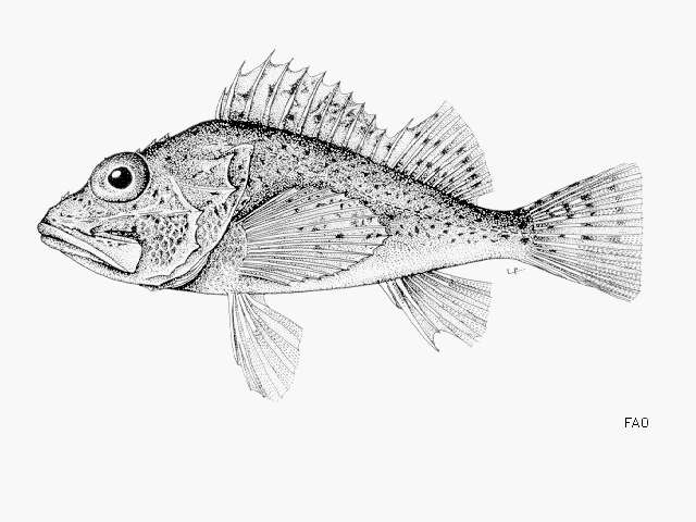 Image of Ghanean rockfish
