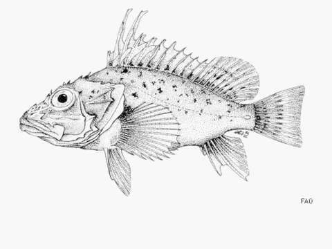 Image of Offshore rockfish