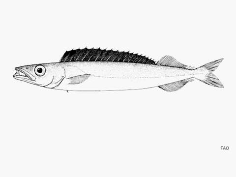 Image of Promethichthys