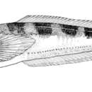 Image of Porichthys pauciradiatus Caldwell & Caldwell 1963