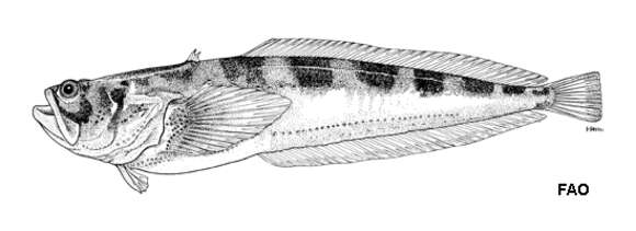 Image of Porichthys pauciradiatus Caldwell & Caldwell 1963