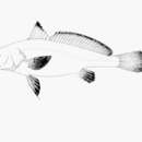 Image of Cameroon croaker